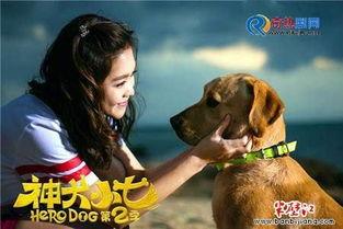 神犬小七 第一季,忠诚守护,勇闯天涯